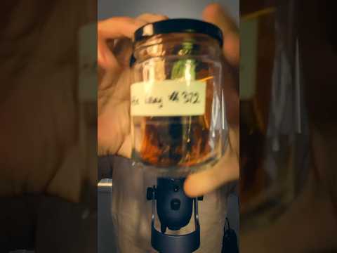 Tapping on the Funny Little Guy's Glass Prison! 🤫 #asmr #glasstapping #tappingasmr