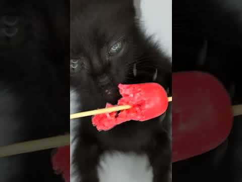 ASMR Mukbang Cat Eating Sausage 🌭