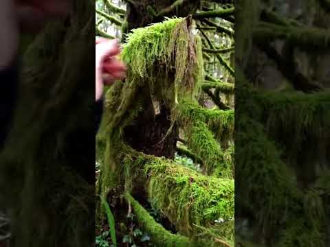 Soft Moss Brushing ASMR 🌳