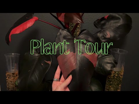 Plant collection tour 🪴 ASMR whispers and tapping 🌿