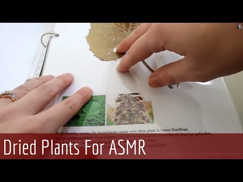 ASMR Whispering - Show & Tell (Handmade Dried Flower book)