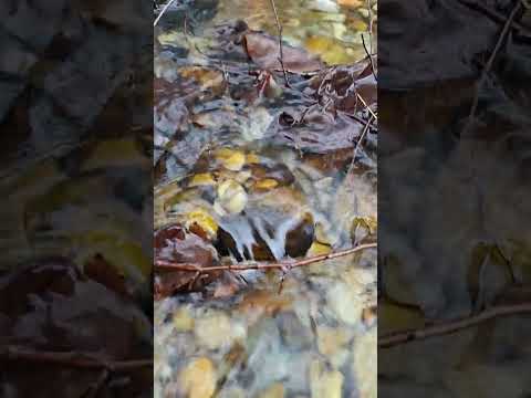 wonderful ist the nataur3#shorts#nature#nature #naturesvoice