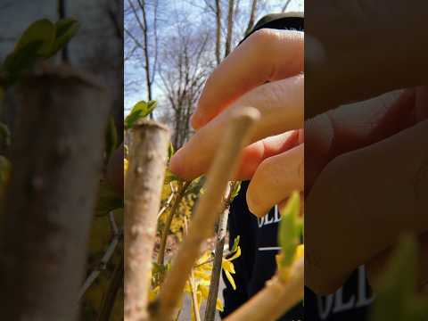 Random asmr while you're hiding in my bushes #asmr #raeasmr #visualasmr #upclose #handmovements