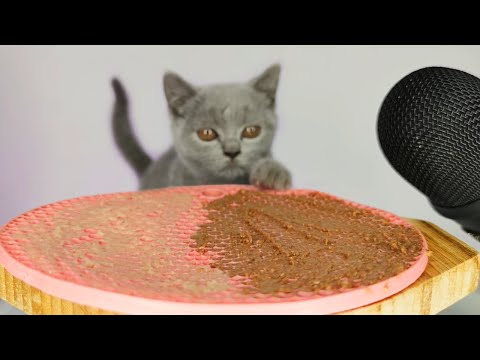 Cat eating licking food and creamy treats ASMR