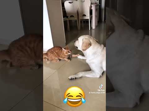 Funny voiceovers of animals 🤣 #shortsfeed #fypシ゚viral #funnyvideos