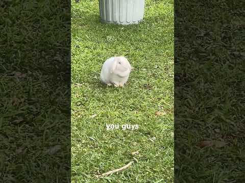 This little bunny visits me every day 🥰 #asmrtriggers #asmr #asmrvideos