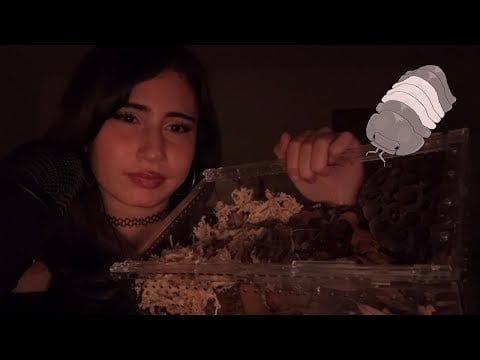 ASMR ~ Setting up my isopod enclosure (Tingly whispers)
