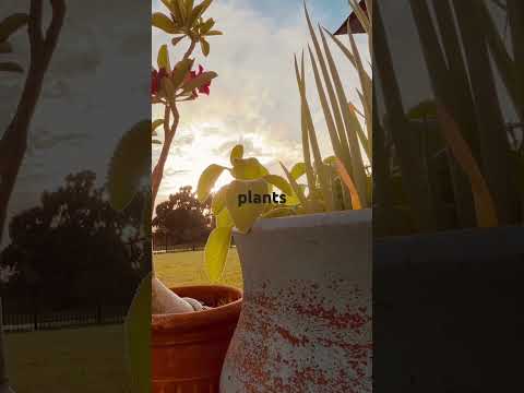 Evening Porch Cleaning & Replanting 🌙 Whisper ASMR for Sleep & Relaxation #asmrcleaning #asmr