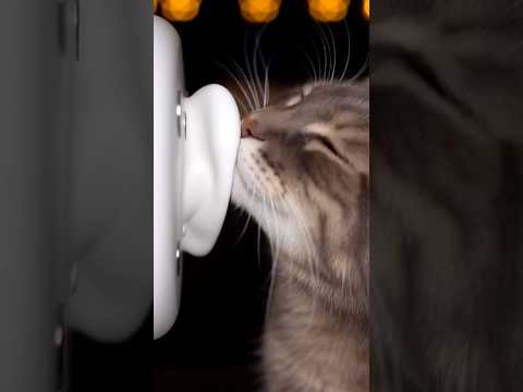 Вечная память о Тебе, Виллюш 🥹💔 #ai #asmr #shorts #love #cat #ии #асмр