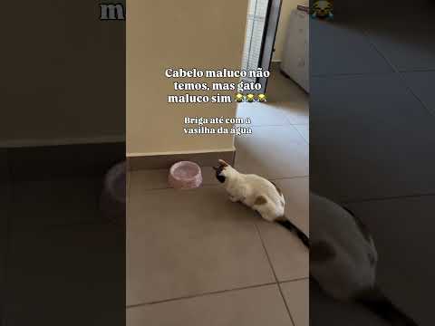 Quando vão inventar o dia do gato maluco 🤣🤣🤣 #fyp #gato #gatitos #pets #gatos #gatatricolor