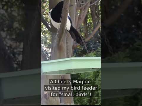 ASMR Birds Visiting My Bird Feeder #asmrsounds #naturesounds #birdwatching #birds 🐦