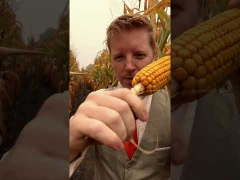 ASMR Corn Field Massage #asmr