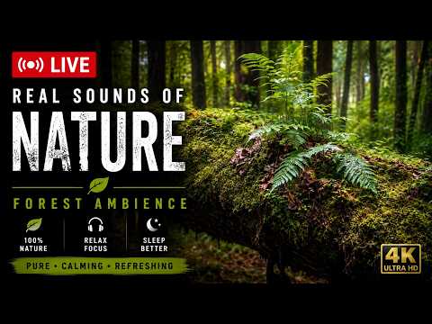 🌿 LIVE Real Sounds of Nature 🌲 | Peaceful Forest Ambience for Sleep, Relaxation & Focus