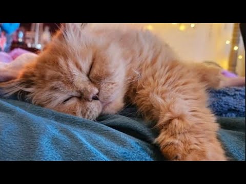 PET CAT GROOMING ASMR #catasmr #petgrooming #ASMRRELAXING #asmrforstressrelief #catlover