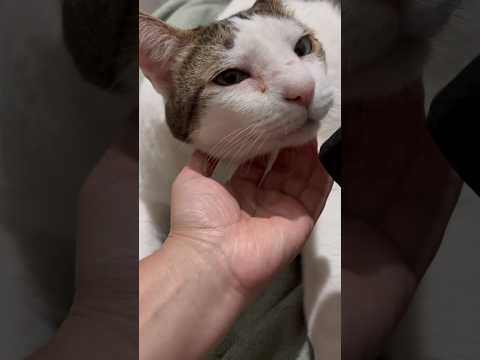 ASMR EXTREMAMENTE RELAXANTE - GATO RONRONANDO 🐱🥰🎧
