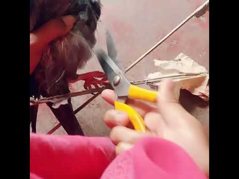 saving pigeon...