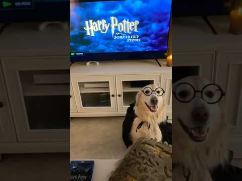 A Cozy Harry Potter Movie Night!! 🍿💕🎬