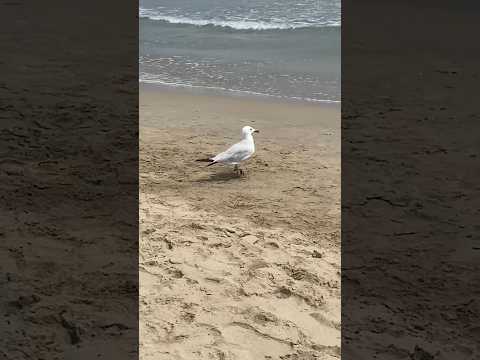 El sonido y olor a mar 🌊 🩵 #asmr #relax #asmrcommunity #seasound #playa #verano