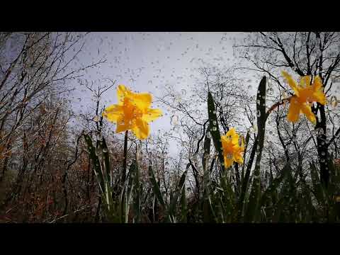 Gently Rain - Relaxing sounds for deep sleep and meditation