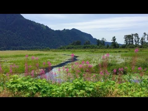 Nature Walk with Me ASMR | Benimle Yürü