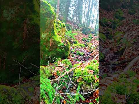 Stop scrolling ⛔️just listen the nature #shorts # nature#naturesvoice