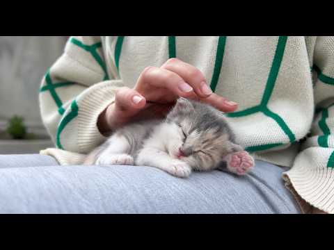 Asmr tapping on plastic Cat 💗