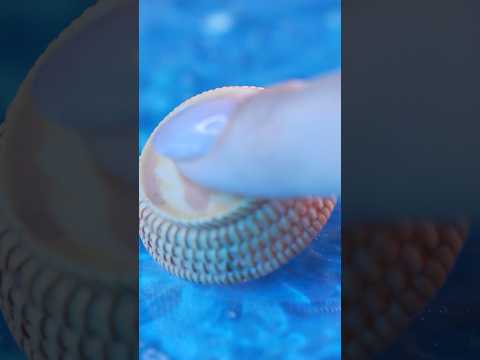 #asmr Tingles through your brain