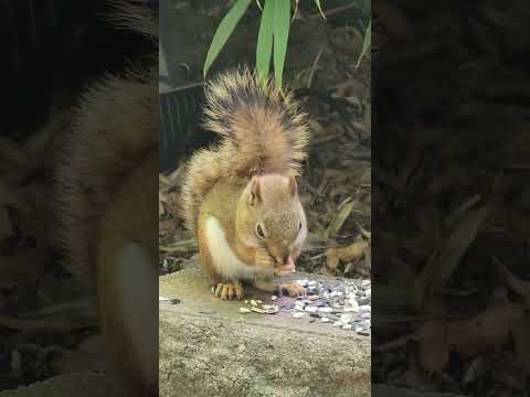 🐿️ Red Squirrel Nibbles + Gentle Whispering