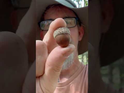 i was hit in the head by a falling acorn!