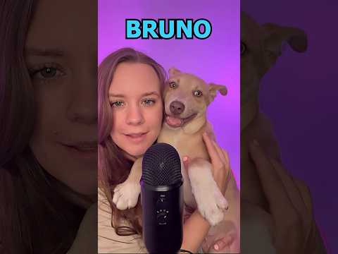 Meet My Foster Puppies! 🐶 #asmr