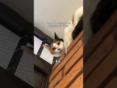 😮 💨😮 💨  #cat #gatos #gato #petsfofinhos #pets