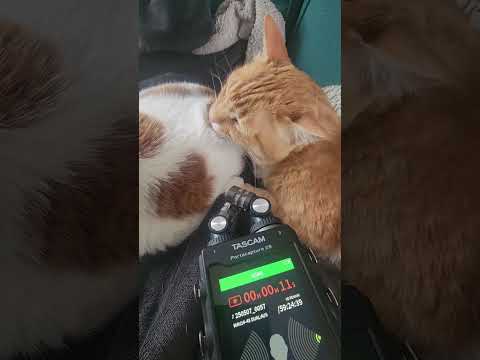 #asmr #asmrcats #asmrcatsounds #asmrkatze #catasmr #asmrlicking #asmrshort
