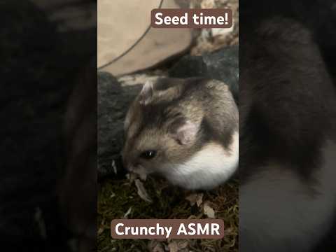 Hampter ASMR