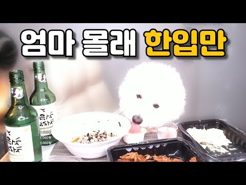 [밤비실시간] 아이큐 365 강아지 ...