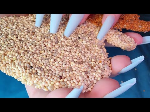 ASMR Scratching Bird Seed | No Talking After Intro | Long Nails