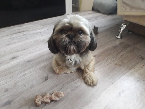 ASMR shih tzu boy snackin' on some bone🍗🐕