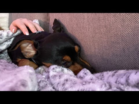 ASMR! Putting My Dog To Sleep....😴💤🐶