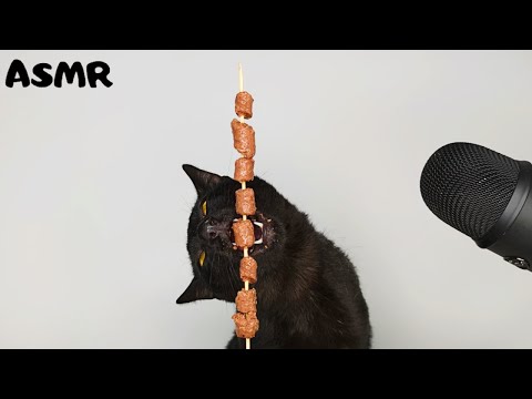 Cat Eating Cat Food ASMR