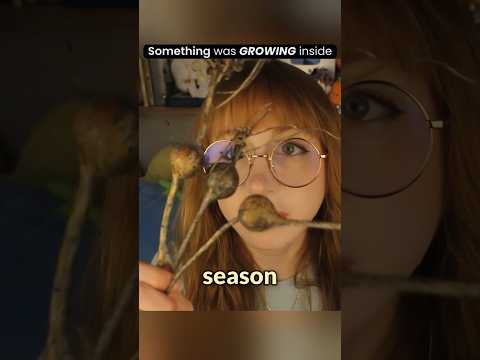 Something was growing inside #asmr