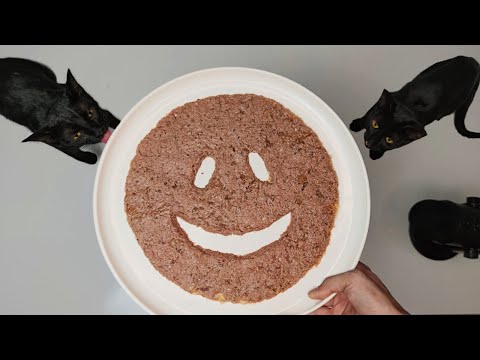 Kitten & Cat eating food ASMR