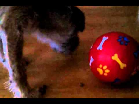 border terrier "works" for his food