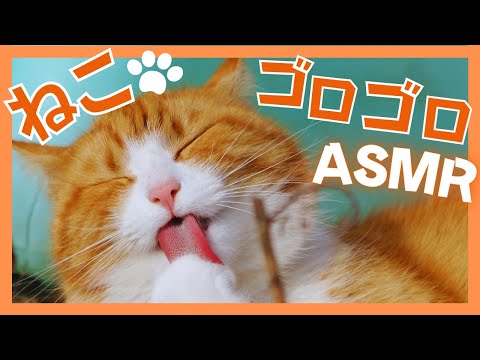 ねこの喉鳴りゴロゴロASMR