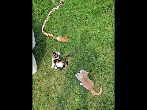 Jaydyn and Spooks Playing