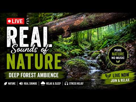 Relaxing Forest Sounds LIVE 🌲💧 Real Nature Sounds for Sleep & Relaxation