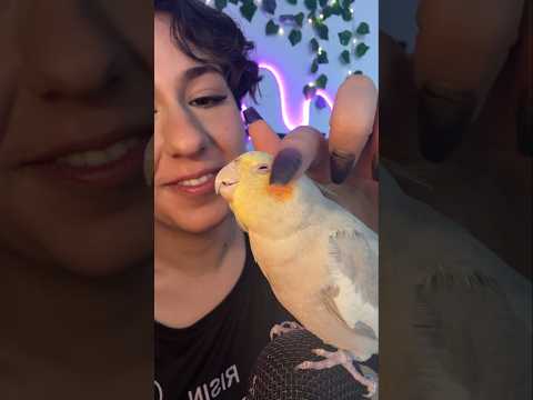 ASMR petting my cuteeee little bird 🐦 ✨️ #asmr #visualtingle #sleepaid #tingles #oddlysatisfying