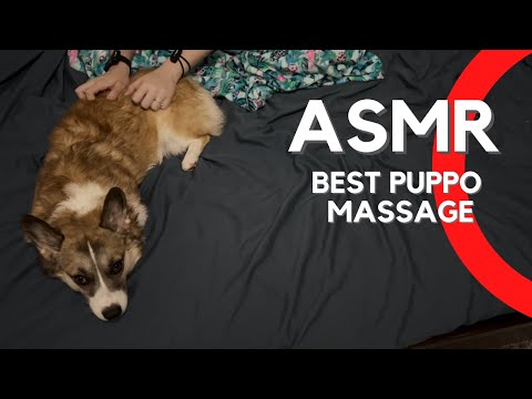 ASMR Puppy Massage Edition | No Talking | Real Dog ASMR