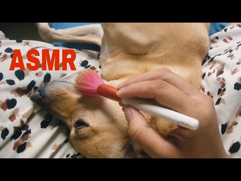 CACHORRO RECEBENDO ASMR PARA RELAXAR E DORMIR 🐶