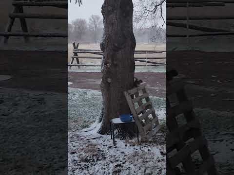 Good morning snow squirrel 🐿️ #shorts