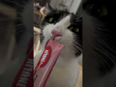 ASMR cat eating #asmr #cat