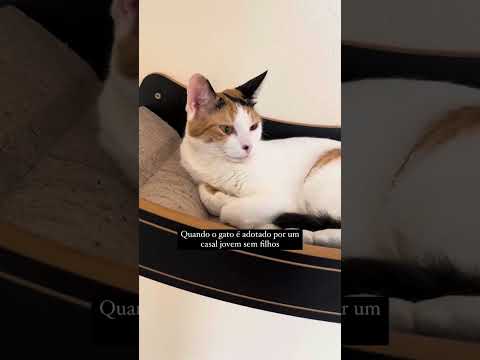 Quando o gato já vem privilegiado  #gatos #cat #petsfofinhos #gato